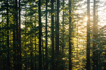 Obraz premium Pine trees along the Mirror Lake Trail at sunset, in Mount Hood