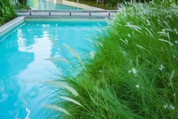 Close-up image of fresh spring green grass near swimming pool