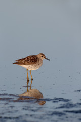 Wood sandpiper, Tringa glareola