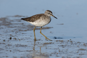 Wood sandpiper, Tringa glareola