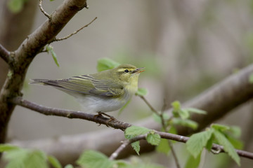 Obraz premium Wood warbler, Phylloscopus sibilatrix