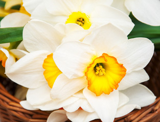 Fototapeta na wymiar Basket with daffodils