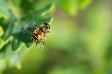 Kleine Keilfleckschwebfliege