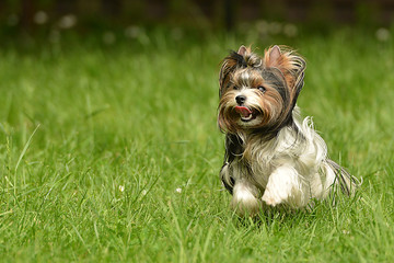 Biewer-Yorkshire terrier