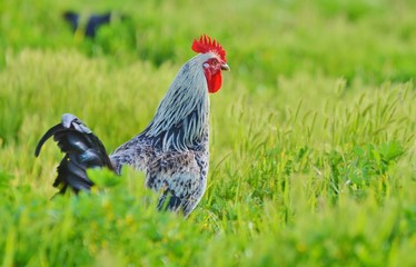 Rooster in green field