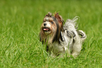 Biewer-Yorkshire terrier
