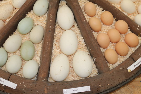 verschiedene eier