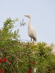 Cattle Egret (Bubulcus ibis) - obrazy, fototapety, plakaty