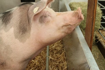 gefleckte schweine