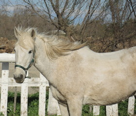 Obraz premium Cheval au vent