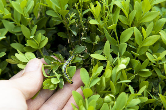 CHENILLE DU BUIS