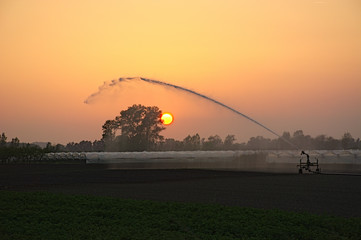 irrigation,sprinkler,water jet,agriculture,country life