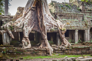 Fototapeta na wymiar Tree root overgrowing parts of ancient Preah Khan Temple at angk