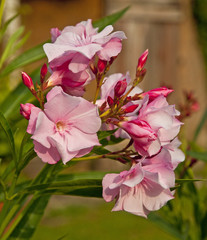 Nice oleander in the garden