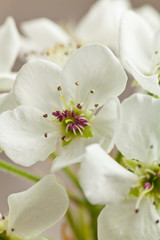 Fototapeta na wymiar Spring apple blossom on white background. Macro. Shallow dof