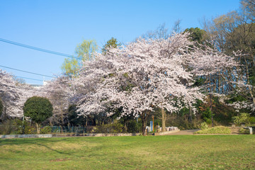 Cherry blossoms trees in kurogane park,Tokyo