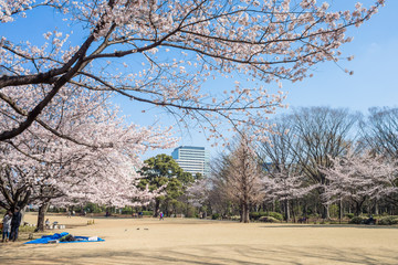 Spring cherry blossoms in Kitanomaru park,Tokyo