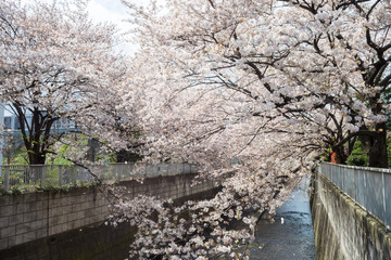 Spring Kanda river,Tokyo