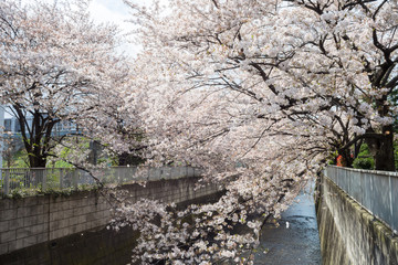 Obraz na płótnie Canvas Spring Kanda river,Tokyo