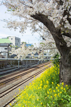 Cherry blossom trees along the track,Tokyo