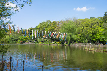 The Ｆresh green trees in Zenpukuji park,Tokyo