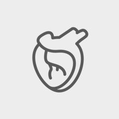 Human heart thin line icon