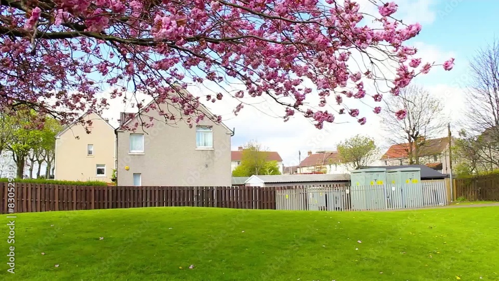 Canvas Prints Japanese cherry tree branches in bloom, with a view on houses