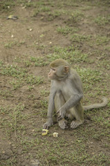Monkey of temple