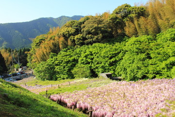 北九州市　河内藤園