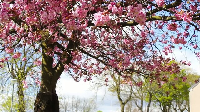 Beautiful Japanese cherry tree blossom