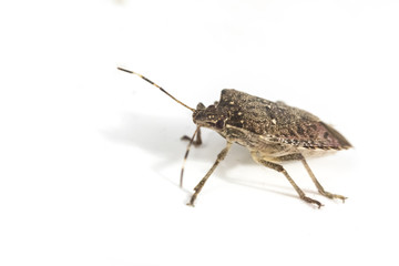 Brown Marmorated Stink Bug