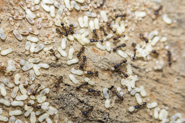 Red Ants Eggs