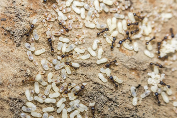 Red Ants Eggs