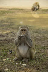 Sitting of monkey
