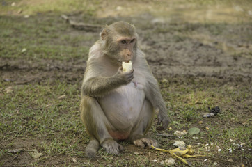Monkey eating banana