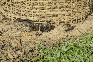 Group of Little Chicken