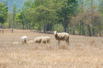 Dirty sheeps in the drought meadow