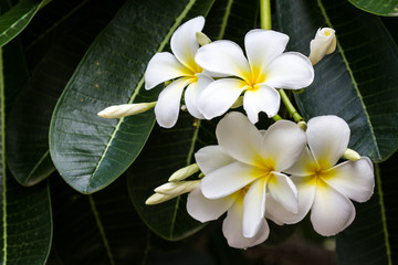frangipani flower on tree