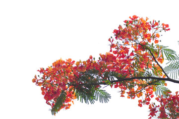 Royal Poinciana isolated on white background