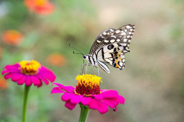 Butterfly is sucking nectar from flowers.