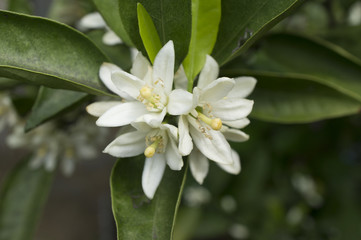 ミカンの花