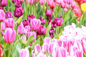 flower Tulips in the garden
