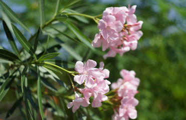 Oleander, Rose bay flower with leave. (Nerium oleander L.)