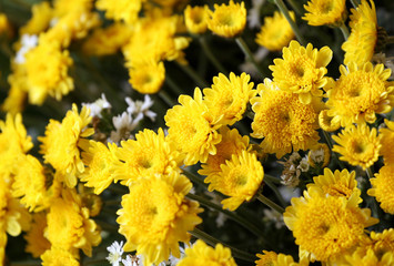 A beautiful collection of Yellow Chrysanthemums