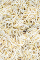 Bean Sprouts Texture - Stock image
