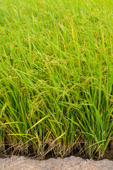 Paddy green Rice Fields in Thailand.