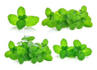 fresh mint leaves on a white background © nipaporn