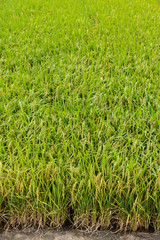 Paddy green Rice Fields in Thailand.