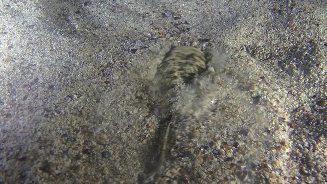 Atlantic stargazer  buries itself in the sand, close-up.
