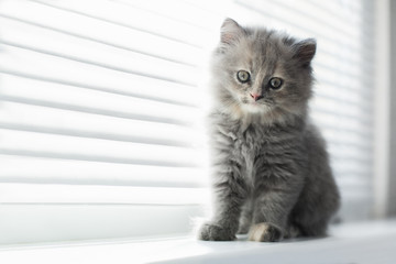 Adorable little cat looking through the window, close up portrai